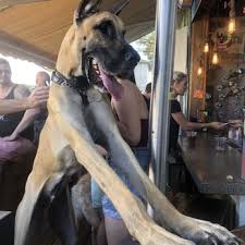 Pete is a membership dog park and a 21 & up bar located in the grand central. The Dog Bar 207 Photos 133 Reviews Sports Bars 2300 Central Ave Grand Central District St Petersburg Fl Phone Number Yelp