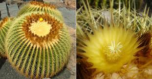 2yr · emily3289 · r/flowers. Echinocactus Grusonii Golden Barrel Cactus World Of Succulents