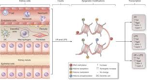 Epigenetic Regulation In Acute Kidney Injury New Light In A Dark Area Kidney International Fun & entertainment for biology enthusiasts. kidney international
