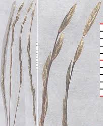 Image result for Tripogon