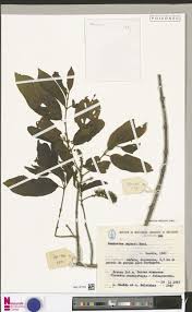 Image result for Phragmanthera eminii