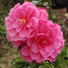 Camellia Adorable Flowers Colorful Garden Camellia