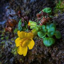 Image result for Monopsis zeyheri