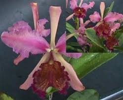 Image result for Duosperma fimbriatum