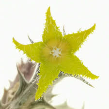 Image result for Orbea dummeri