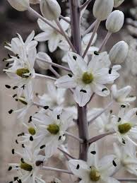 Image result for Drimia hockii