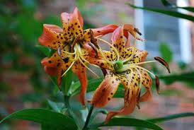 Check spelling or type a new query. Recommended Native Plants For Maryland University Of Maryland Extension