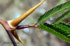 Image result for Acacia cornigera
