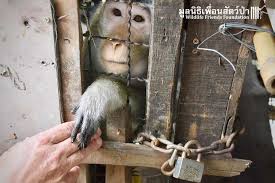 Image result for monkey caged