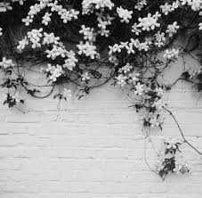 Nature’s most basic color palette supplies its owners with  a surprising array of survival techniques. Black And White Tumblr Photos ÙØ§ÙÙØ²