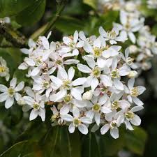 This will give the plant plenty of time during the following growth season, to provide new flowering growths ready for the following year. Mexican Orange Blossom Choisya Ternata Hedges Direct Uk