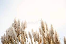 Ravenna grass needs full sun to thrive. 1 189 Cortaderia Selloana Photos Free Royalty Free Stock Photos From Dreamstime