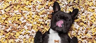 What to Do When Your Dog Won't Eat | PetPlace.com