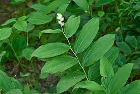 The lily of the valley stems smell wonderful as they look with the small white flowers which hang low and look like bells. Plant A Day Feathery False Lily Of The Valley Naturally Speaking