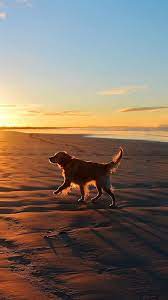 Lonely Walking Dog Sea Beach Iphone 8 Wallpaper Download Iphone Wallpapers Ipad Wallpapers One Stop Do Cute Dog Wallpaper Dog Wallpaper Iphone Dog Wallpaper