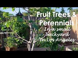 We are able to deliver troughtout socal including: Fruit Trees And Perennials In May Backyard Tour Los Angeles Youtube
