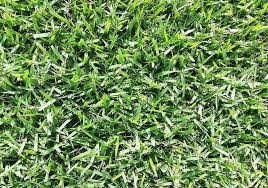 Maybe you would like to learn more about one of these? Icon Zoysia Lawn Grass Plugs Hancockseed Com