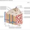 Make sure that you follow all the guidelines for biological drawings Https Encrypted Tbn0 Gstatic Com Images Q Tbn And9gctk7tfqdzhi 7fygfjnku42moovue5kea0a3crhyau8h092jzge Usqp Cau