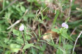 Image result for Rungia