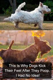 Your Dog S Sleeping Position Tells You A Lot Here Are 50 Dog Behaviors And What They Mean Dog Sleeping Positions Sleeping Dogs Dog Behavior