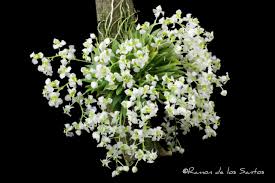 Image result for Zygotritonia