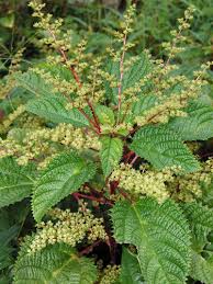 Image result for Laportea alatipes