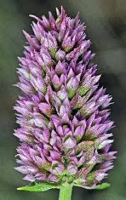 Image result for Lamiaceae