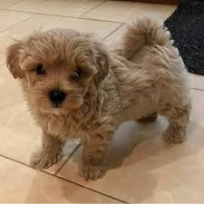 Cavapoo puppy size & personality. Cathys Maltese Teacup Apricot Maltipoo Maltese Puppy For Sale Apricot Maltipoo Breeder Puppy For Sale Maryland Pets Dogs Breeds Puppies Miniature Dogs