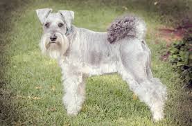 Grooming Schnauzer Friends South Africa Community