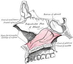 …tissue that protrudes into the nasal cavity and sometimes obstructs it. The Vomer Human Anatomy