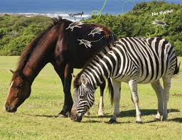 Zebras stick together in herds. Why Do Zebras Have Stripes Life Science Article For Students Scholastic Science Spin 3 6 Magazine