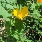 Image result for Pavonia burchellii