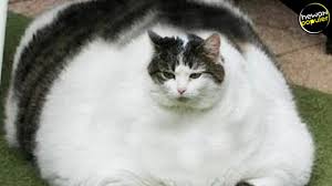 Ketawa sekali anda kalah kucing paling manja di dunia kucing. Sungguh Nyata 10 Jenis Kucing Paling Besar Di Dunia Youtube