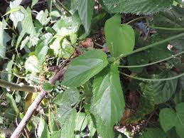 Image result for Tragia brevipes-benthamii-okanyu