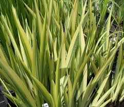 In cooler climate areas with mild summer weather, the variegation retains for. Iris Pseudacorus Variegata
