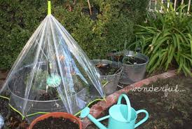 Want to save the earth? Easy Diy Mini Greenhouse Ideas Creative Homemade Greenhouses Balcony Garden Web