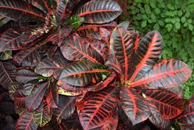 Image result for Codiaeum