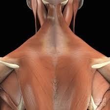 The breadth of the back is created by the shoulders at the top and the pelvis at the bottom. Muscles Of The Upper Back Photograph By Science Picture Co