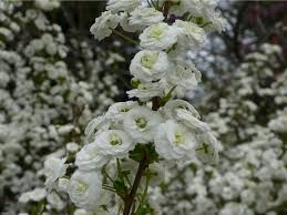 Image result for Spiraea prunifolia