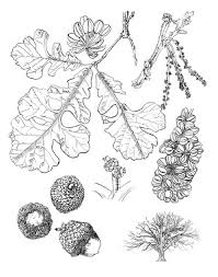 Post anything from your favourite piece of pen & ink art to questions about how to improve your style. Pen And Ink For Botanical Illustration Lewis Ginter Botanical Garden
