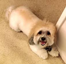 Had the pleasure of serving 2 of the coolest customers today and their  beautiful fur babies! To the left is Prince Bandit Vom Peregrino (he's only  1 year old!), and his mommy