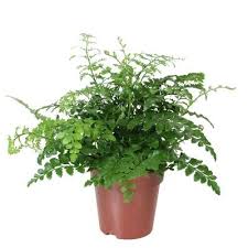 Image result for Asplenium emarginatum