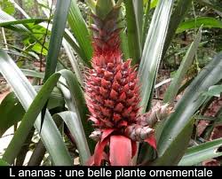 L Ananas Une Belle Plante Ornementale