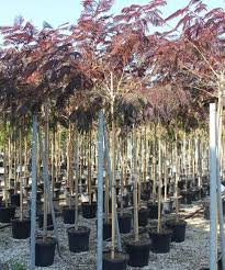 In particularly cold areas, it is best grown in a cool conservatory or planted in a patio container that can. Albizia Julibrissin Summer Chocolate Albizia Productinformatie Albizia Albizia Specialist Overloon