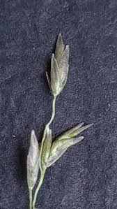 Image result for Eragrostis paniciformis