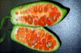 Image result for Coccinia grandis