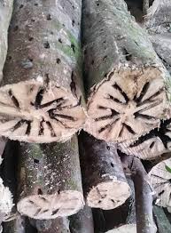 Berikut daftar harga kayu gaharu lengkap sesuai jenisnya. Natural Infection Gaharu æ²‰é¦™ Agarwood