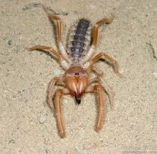Text and photographs by eric r. Arachnida Spiders Mites And Relatives Alex Wild Sea Spider Arachnids Spider