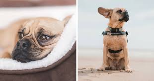 Image result for puggle