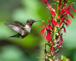 Cardinal Flower Lobelia Cardinalis A Hummingbird Magnet Cardinal Flower Hummingbird Flowers Flowers Perennials
